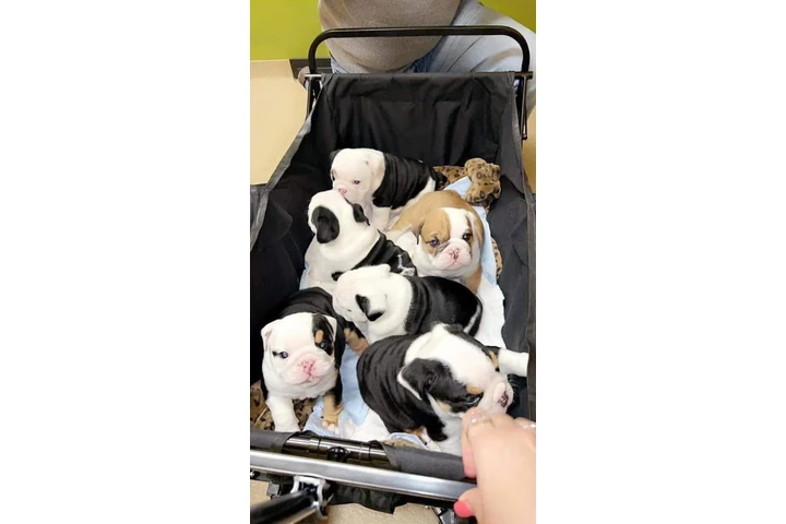 $350 : cachorros de bulldog inglés image 1