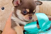 $250 : Chihuahua puppies for sale thumbnail