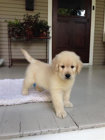 $480 : Labrador Healthy Puppies image 3