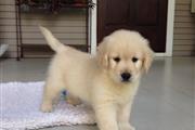 $480 : Labrador Healthy Puppies thumbnail