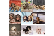 cachorros dachshund teckel en Los Angeles