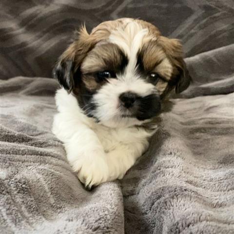 $350 : Shihtzu image 1