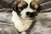 $350 : Shihtzu thumbnail