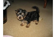 Friendly Yorkie puppy en Los Angeles
