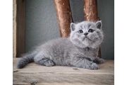 $250 : Purebred British shorthair thumbnail