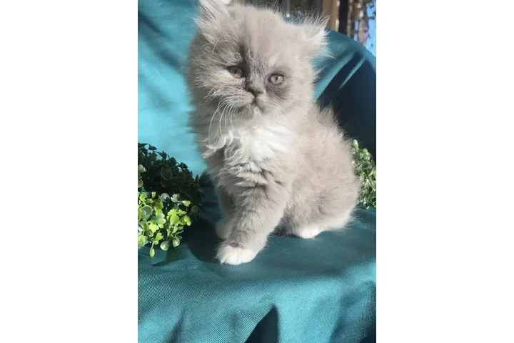 $550 : Gatitas Persa image 1