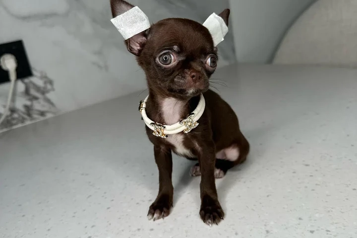 $250 : Chihuahua teacup puppies image 4