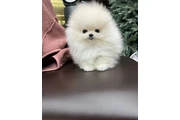 Pomerania en venta en Atlanta