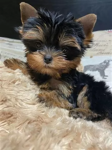 Mini Hembra Yorkshire Yorkie Y image 2