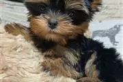 Mini Hembra Yorkshire Yorkie Y thumbnail