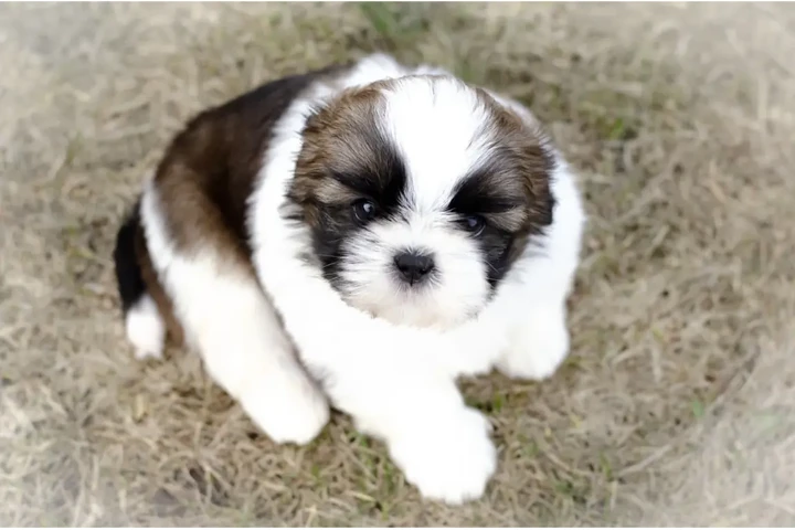$350 : Shih Tzu taza de té image 1
