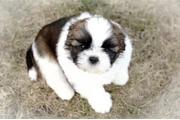 Shih Tzu taza de té en Indianapolis