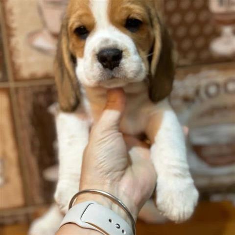 $400 : Beagle Puppy image 3