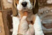 $400 : Beagle Puppy thumbnail