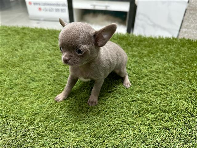 $300 : Chihuahua image 2