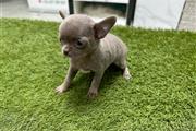 $300 : Chihuahua thumbnail