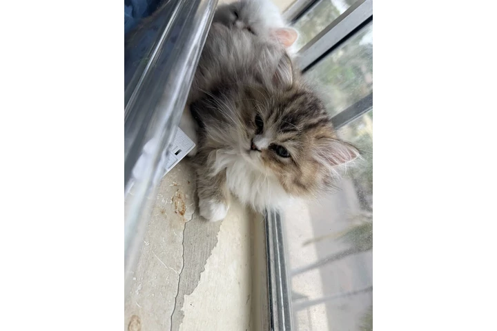 $1000 : Persian Cats image 3