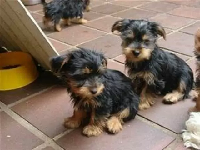 Cachorros yorkshire terrier cu image 1