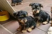 Cachorros yorkshire terrier cu en San Jose