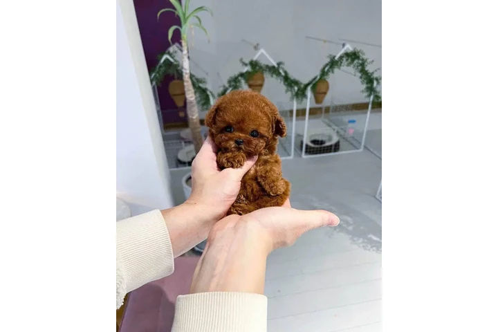 $370 : Poodle puppy for adoption image 1