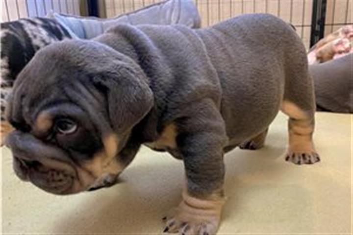 $500 : English Bulldog puppy for sale image 2