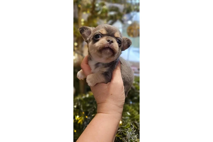 $350 : Cachorros de chihuahua image 1