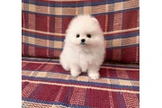 Teacup Pomeranians available en Los Angeles