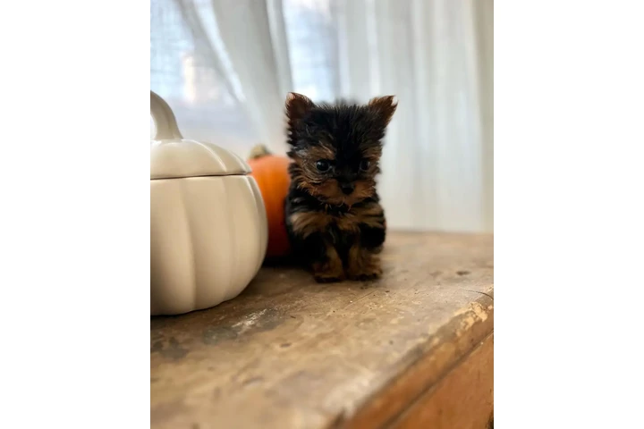 $350 : Yorkies a la venta image 2