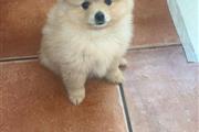 $350 : DOS POMERANIA HEMBRAS thumbnail