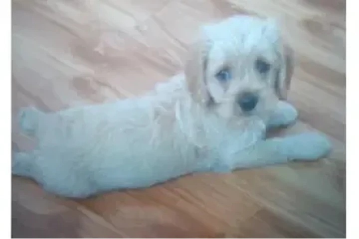 $500 : Cocker Spaniel pure image 4