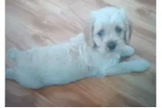 $500 : Cocker Spaniel pure thumbnail