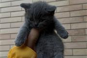 $260 : BSH kittens For sale thumbnail