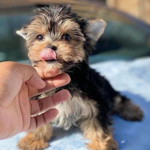 $400 : Playful Yorkie puppies ready image 2