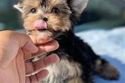 $400 : Playful Yorkie puppies ready thumbnail