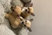 Cachorros chihuahua de calidad