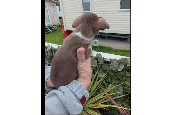 $700 : Chihuahua puppies image 4