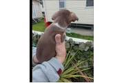 $700 : Chihuahua puppies thumbnail