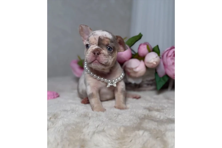 $500 : New shade Isabella Merle tan image 1