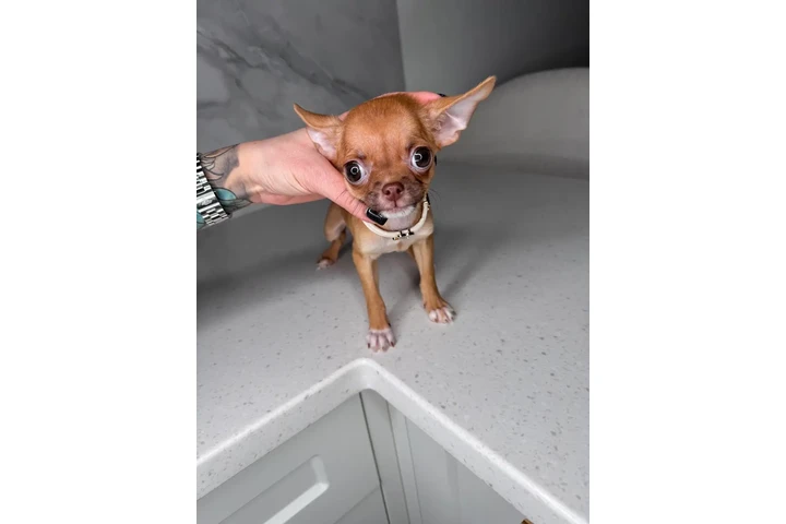 $250 : Chihuahua mini puppies image 8