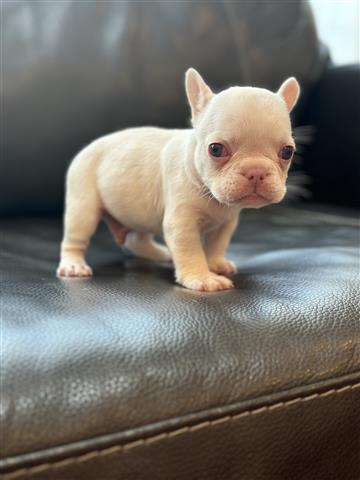 $1500 : Akc French Bulldogs image 2