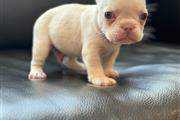 $1500 : Akc French Bulldogs thumbnail