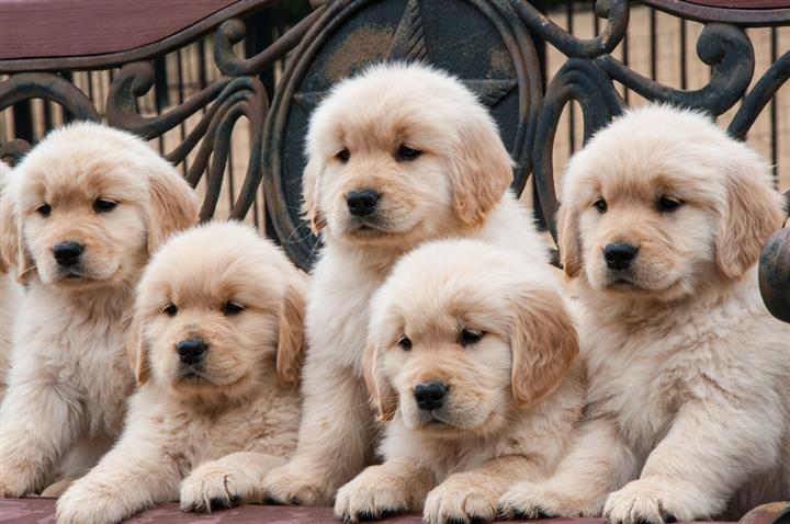 hermosos cachorros golden retr image 2