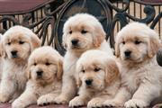 hermosos cachorros golden retr thumbnail