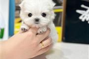 $350 : Cachorro maltés para la venta thumbnail