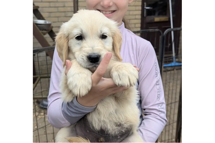 $520 : Golden retriever Available image 1