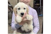 Golden retriever Available en Atlanta