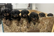 Cachorros Rottweiler thumbnail