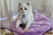 Purebred  Ragdoll For Sale