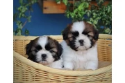 Shih Tzu taza de té en Los Angeles