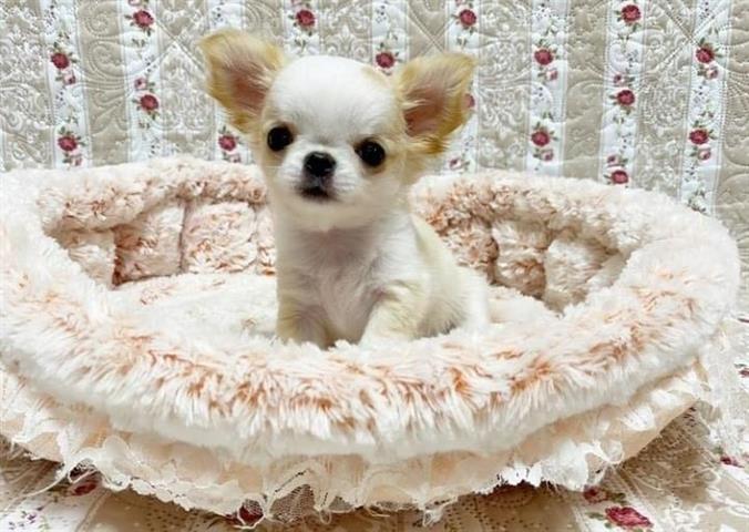 $400 : Chihuahua puppy image 3